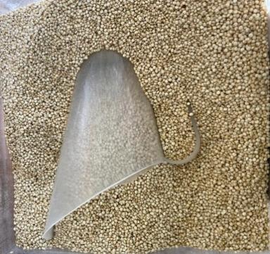 Quinoa em Grãos